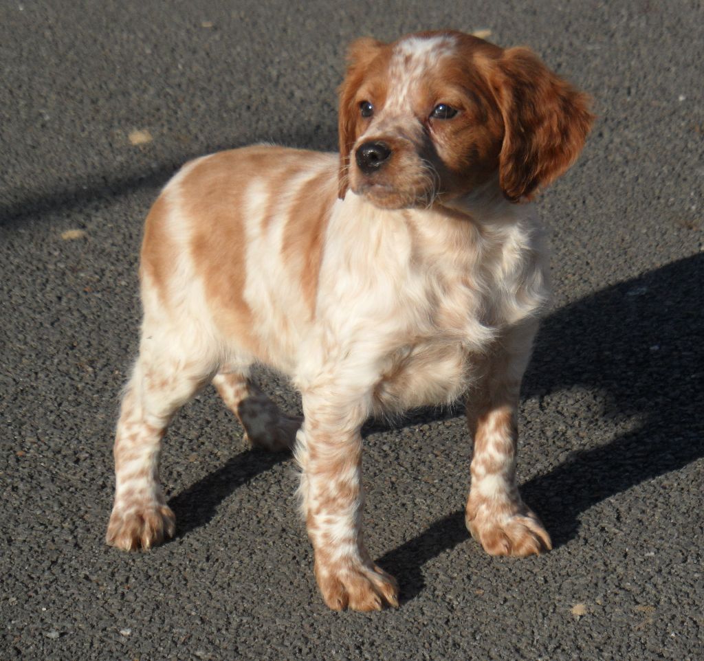 Chiot Elevage De Tremouard Eleveur D Epagneul Bretons