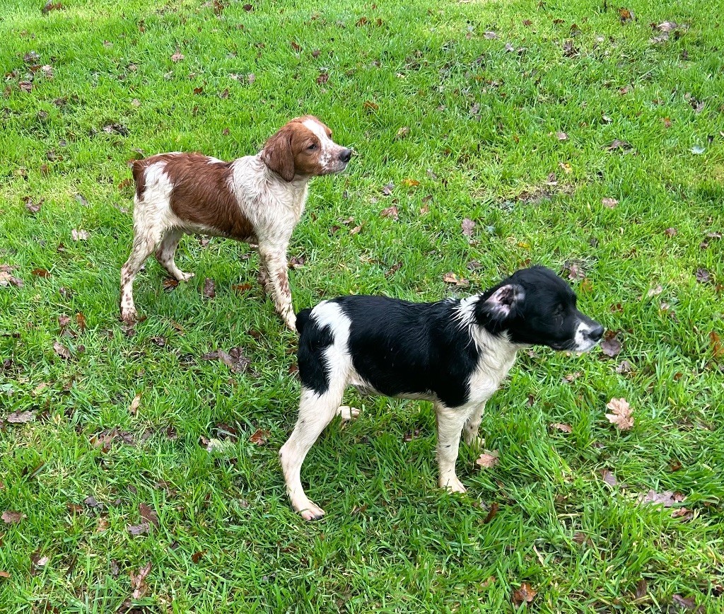 chiot Epagneul Breton De tremouard