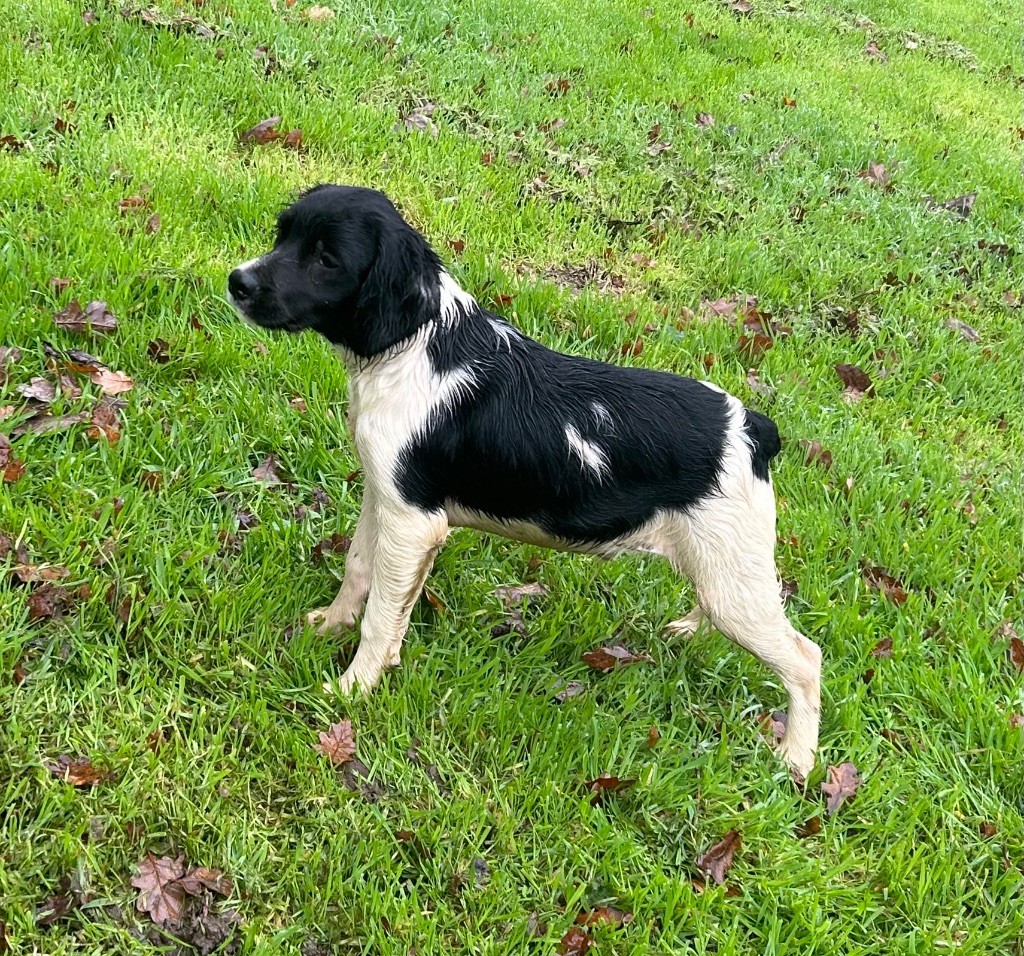 De tremouard - Chiot disponible  - Epagneul Breton