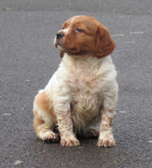 chiot Epagneul Breton De tremouard