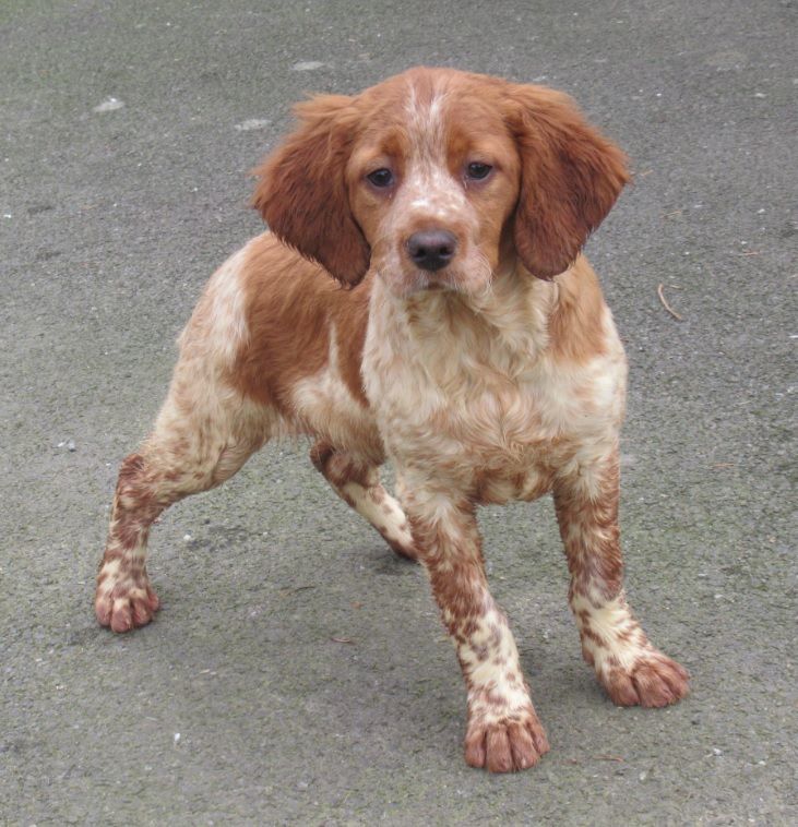 De tremouard - Chiot disponible  - Epagneul Breton