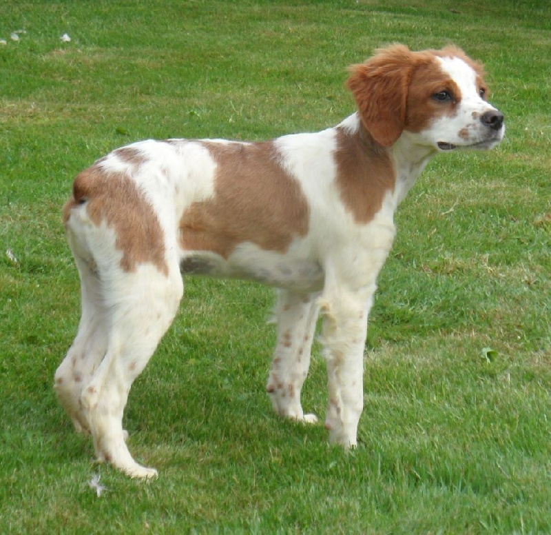 chiot Epagneul Breton De tremouard