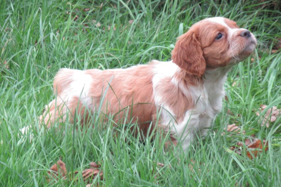 De tremouard - Chiot disponible  - Epagneul Breton