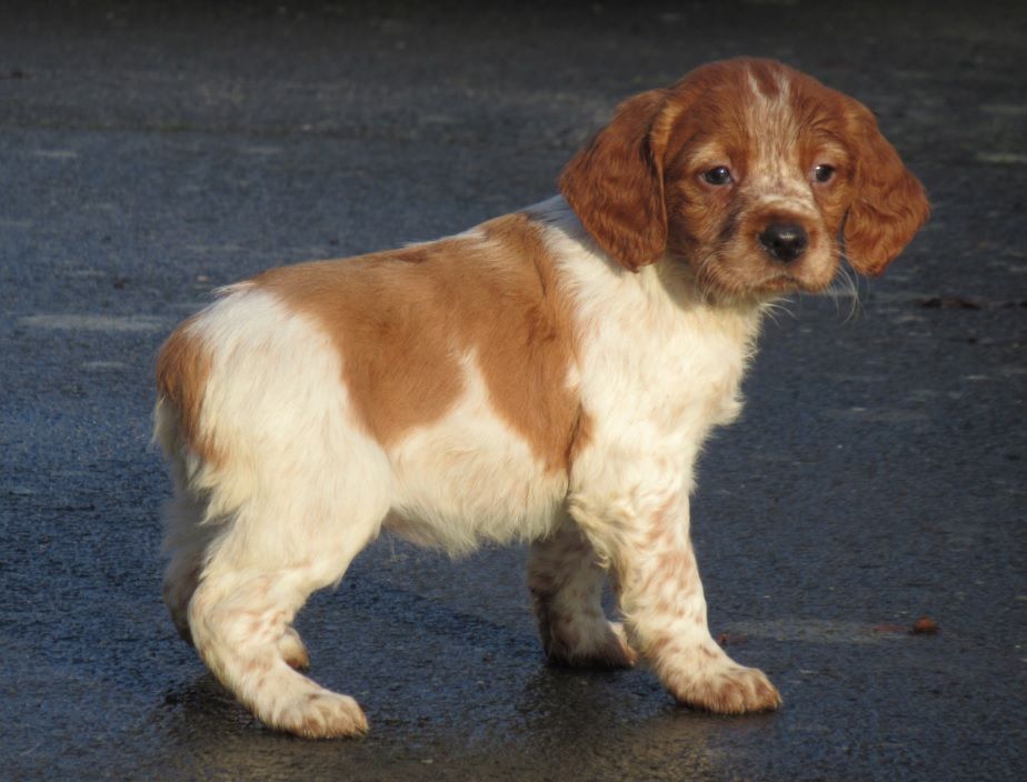 De tremouard - Chiot disponible  - Epagneul Breton