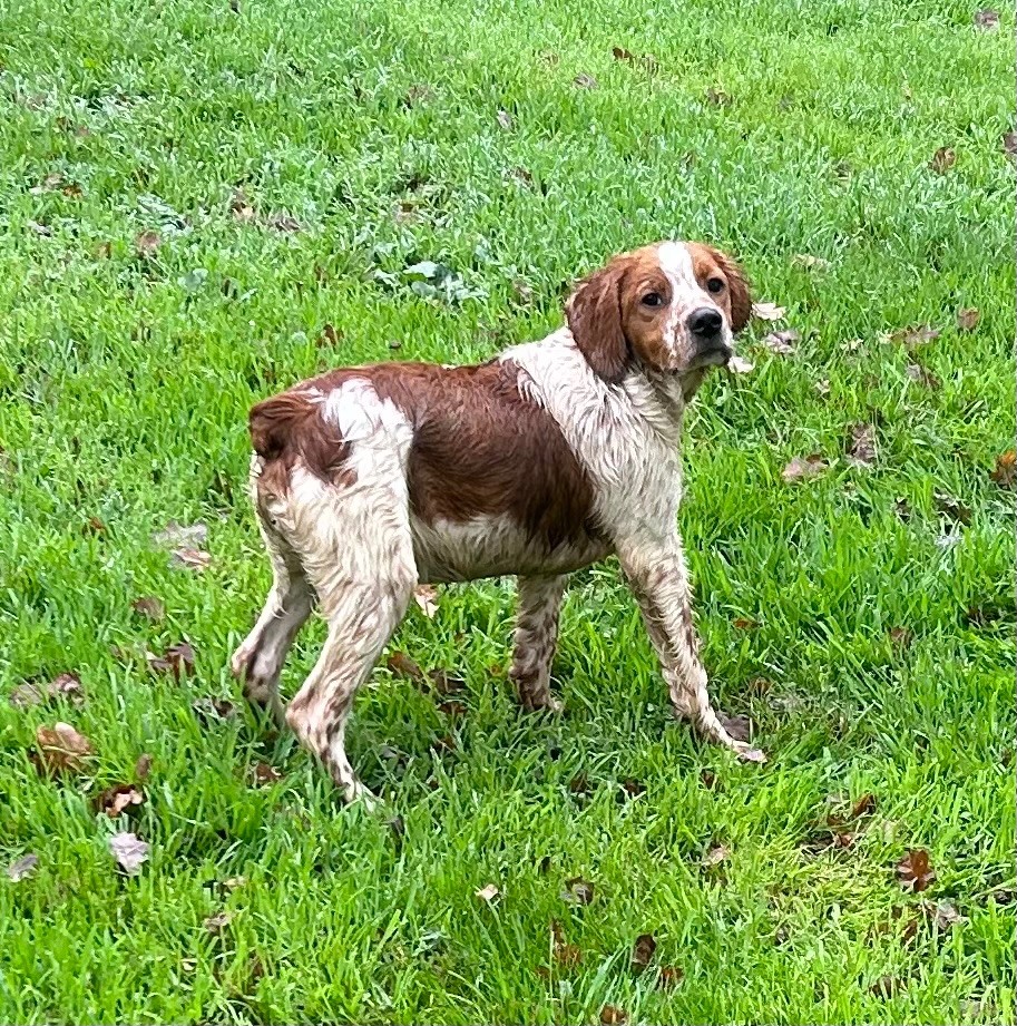 De tremouard - Chiot disponible  - Epagneul Breton