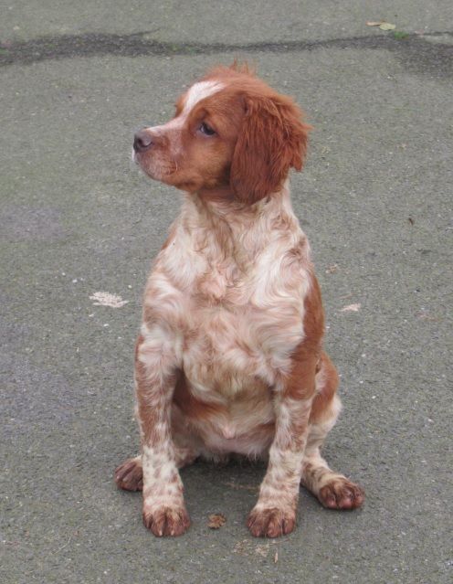 De tremouard - Chiot disponible  - Epagneul Breton