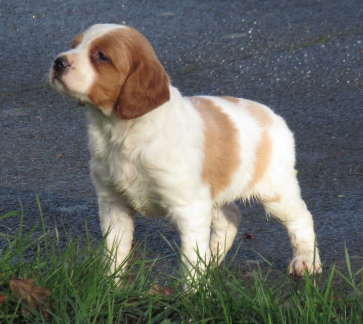 De tremouard - Chiot disponible  - Epagneul Breton