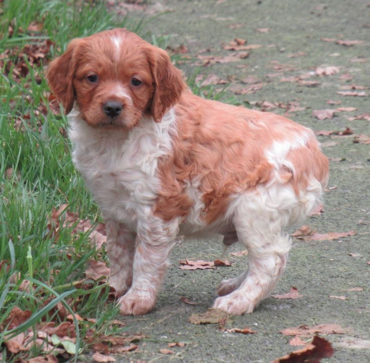 De tremouard - Chiot disponible  - Epagneul Breton