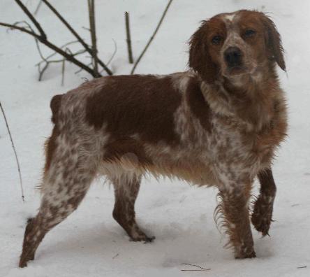 CH. Candy De tremouard