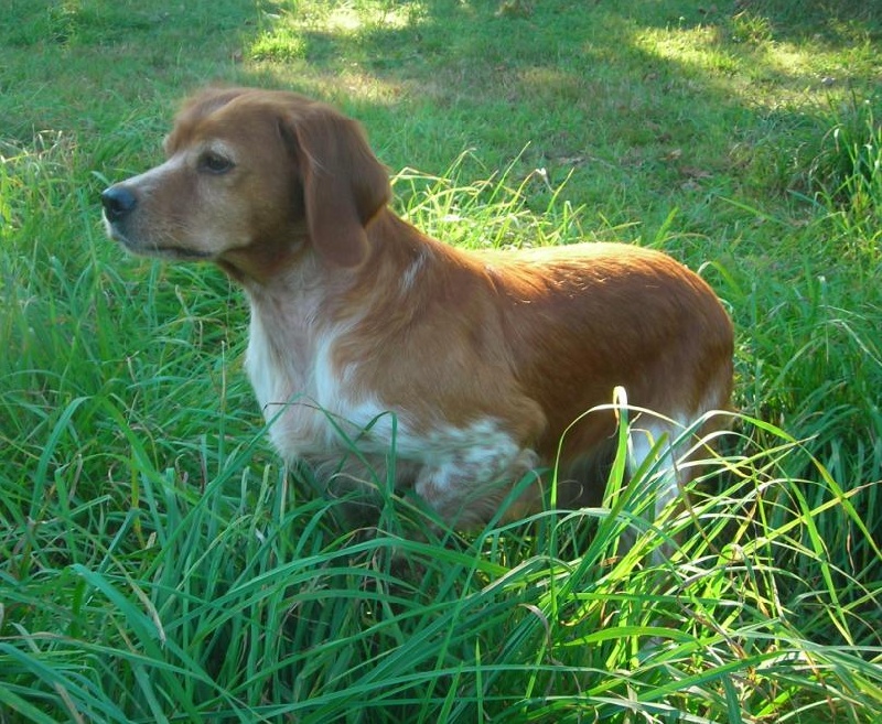 Alum De tremouard