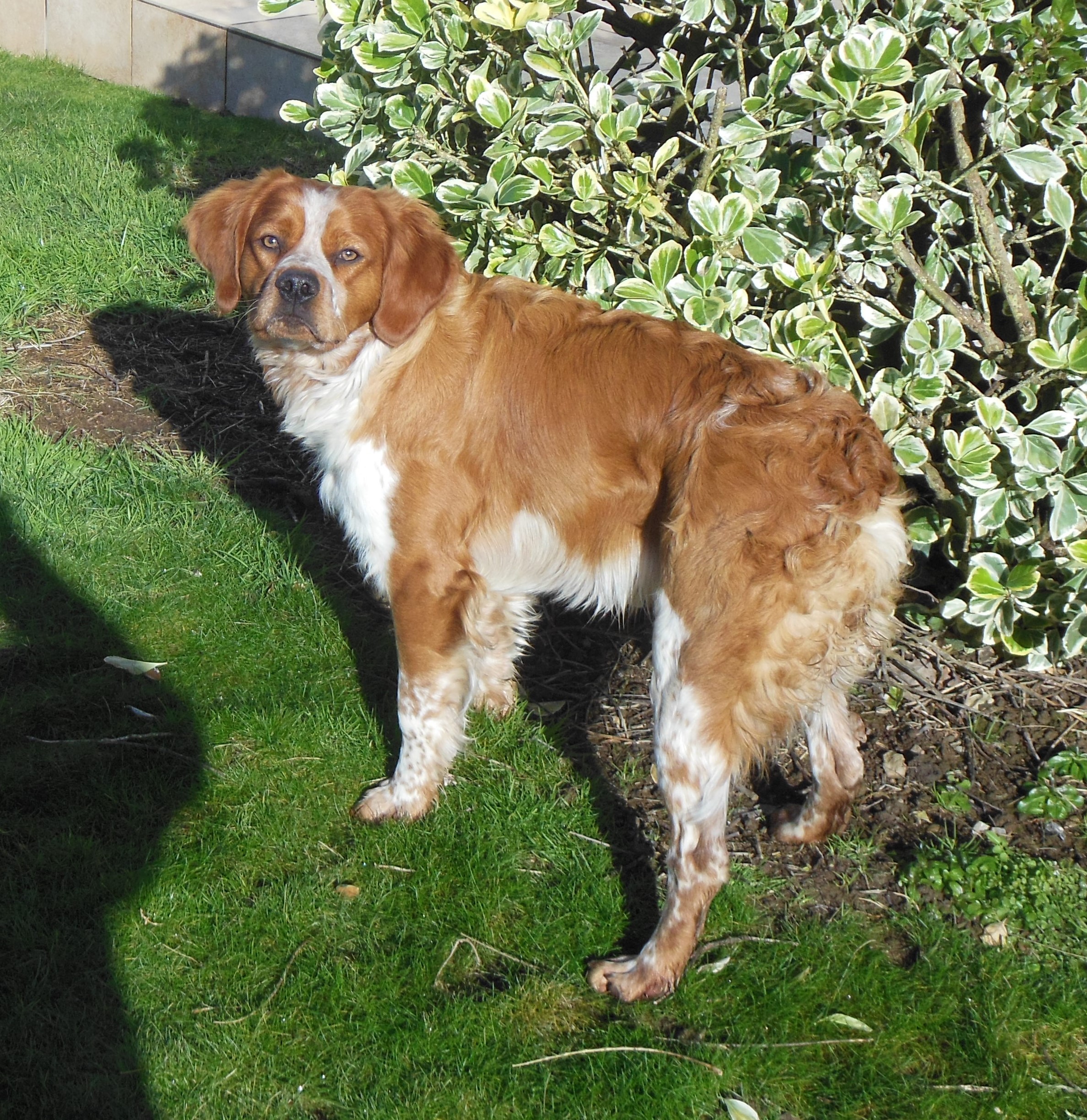 Nash De tremouard