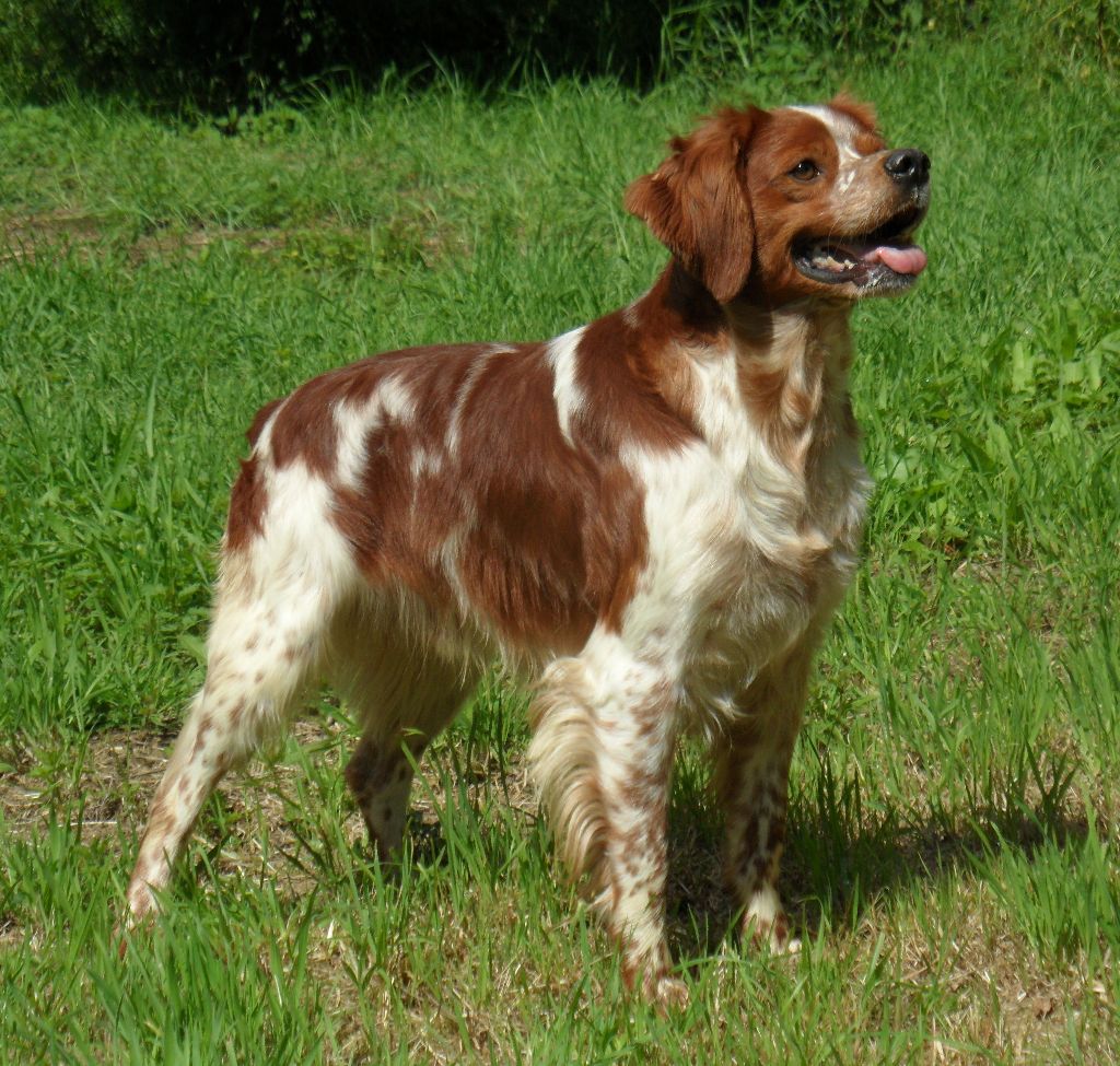 TR. CH. Lascar De tremouard