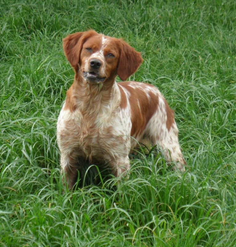 Hadja De La Forêt De Beffou