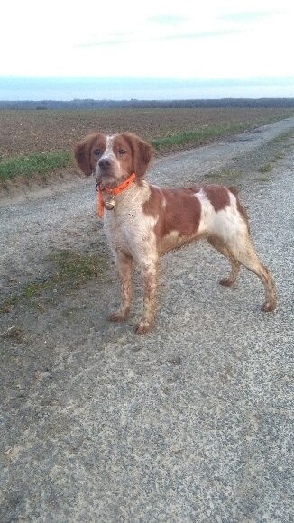 Ollie De tremouard