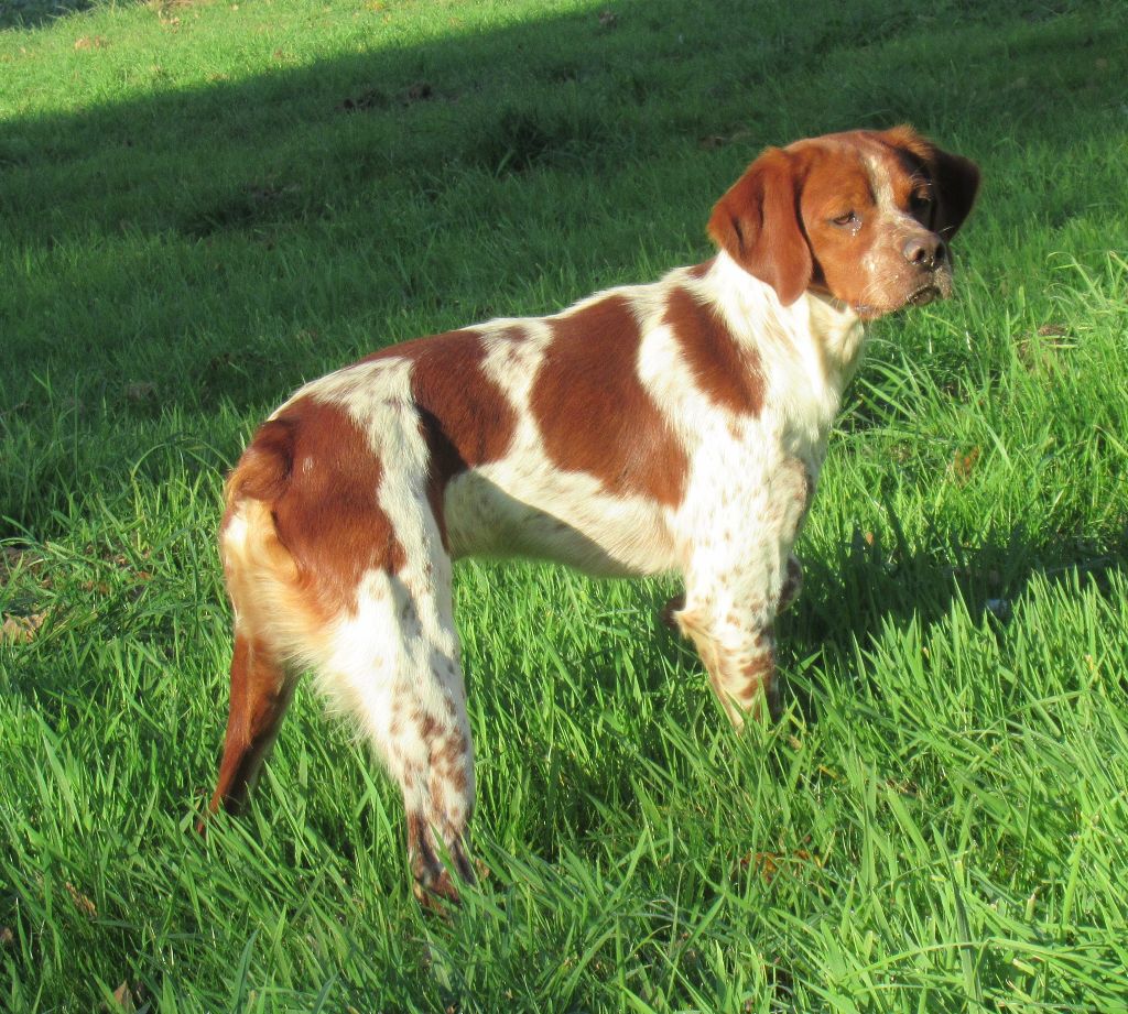 Valdi des bois de gland