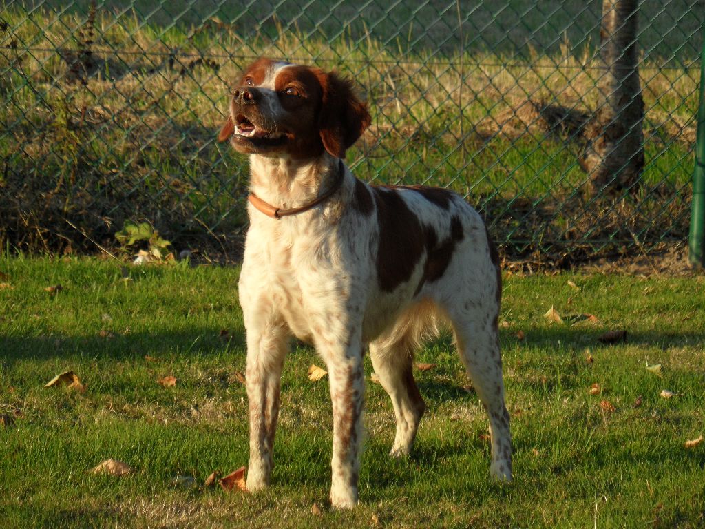 De tremouard - JUNE devient Championne sur Gibier Naturel !