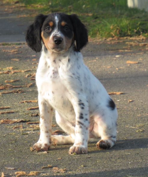 De tremouard - Chiots disponibles - Epagneul Breton