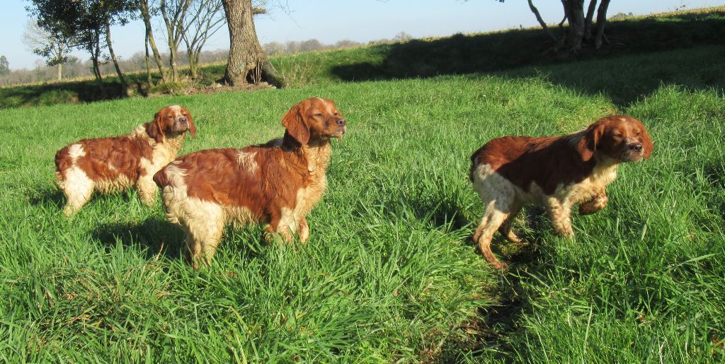 Chiot Epagneul Breton De tremouard