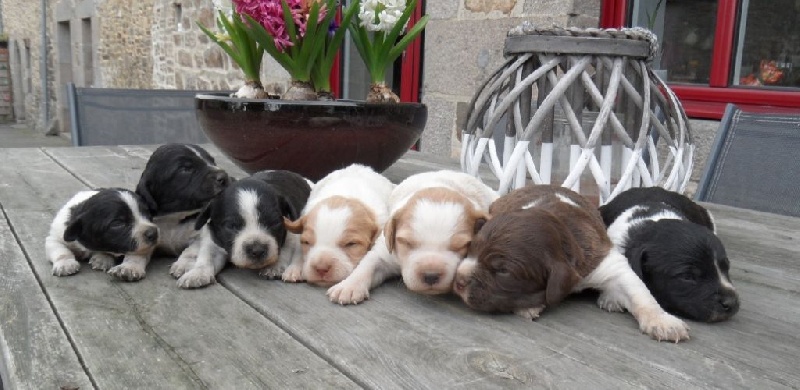 Chiot Epagneul Breton De tremouard