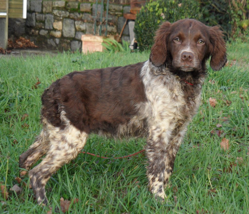 Chiot Epagneul Breton De tremouard