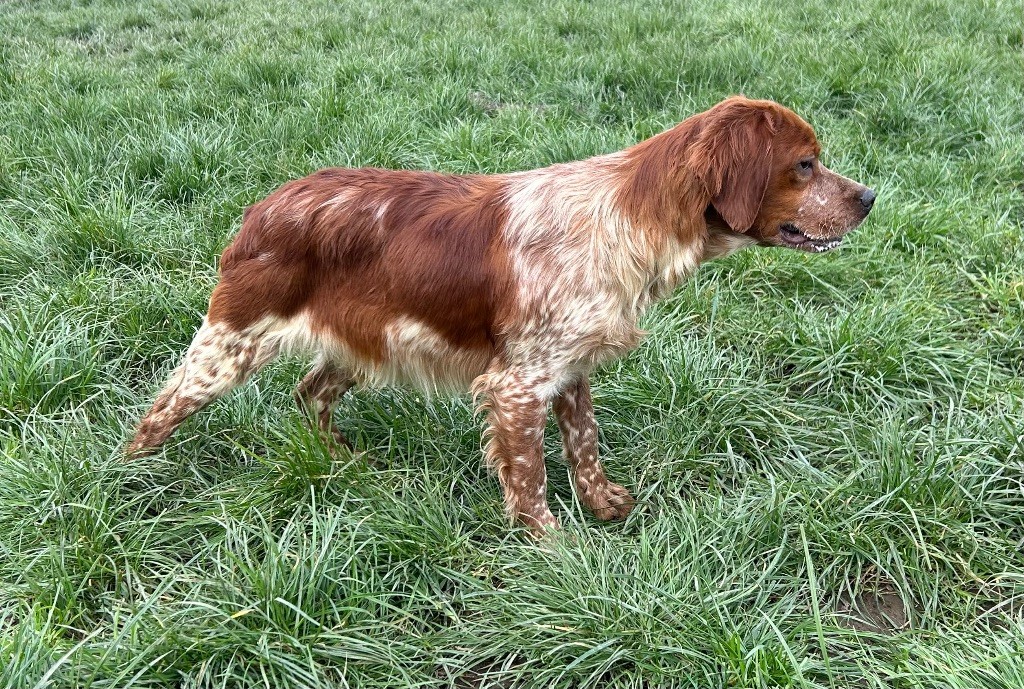 Chiot Epagneul Breton De tremouard