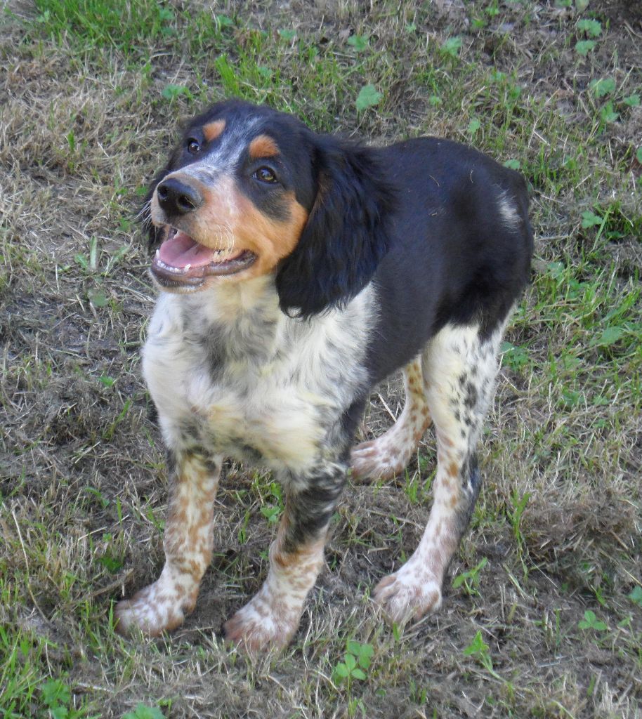 Chiot Epagneul Breton De tremouard