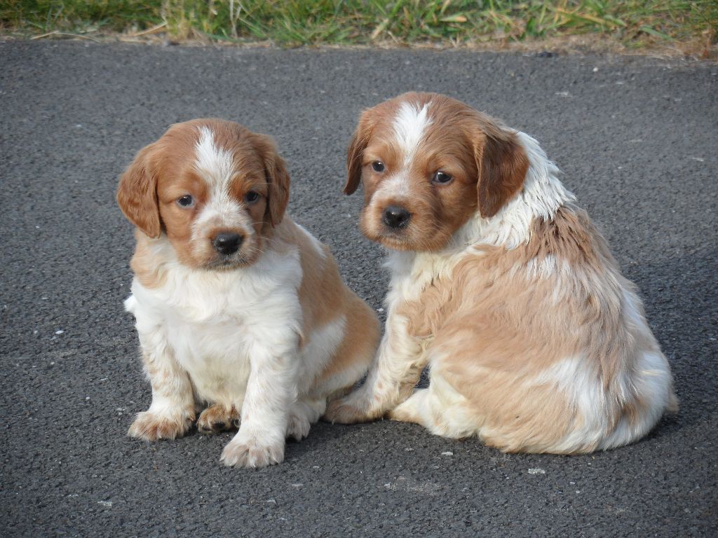 Chiot Epagneul Breton De tremouard
