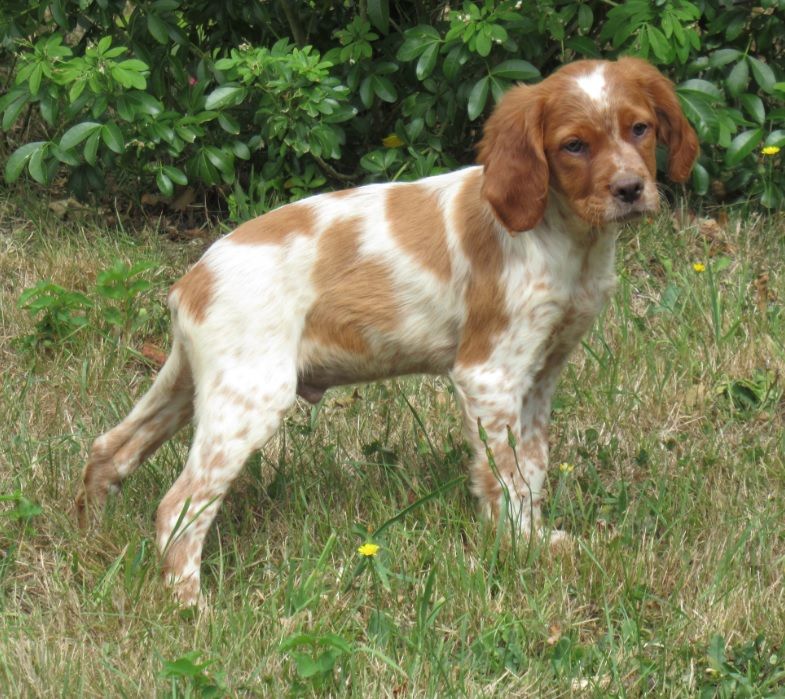 De tremouard - Chiots disponibles - Epagneul Breton