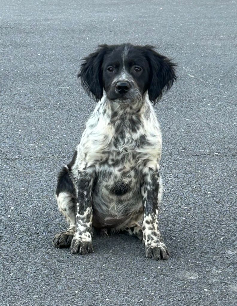 Chiot Epagneul Breton De tremouard