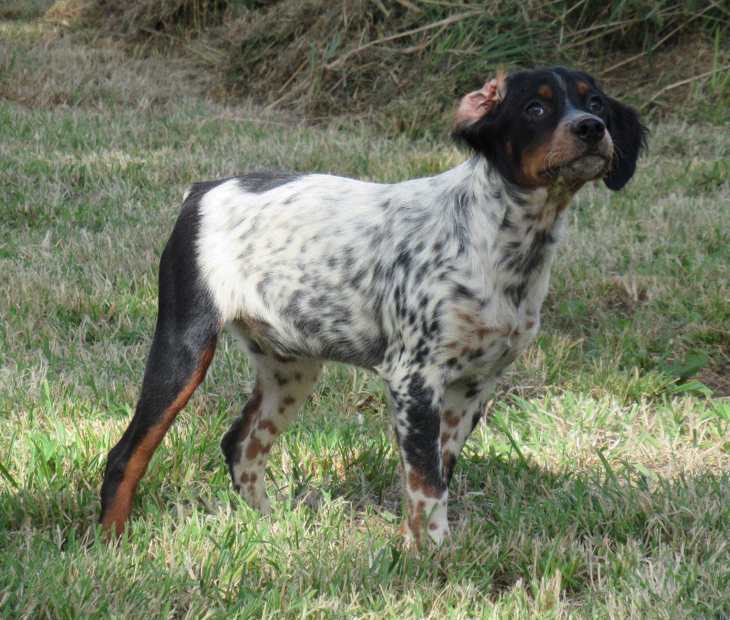 Chiot Epagneul Breton De tremouard
