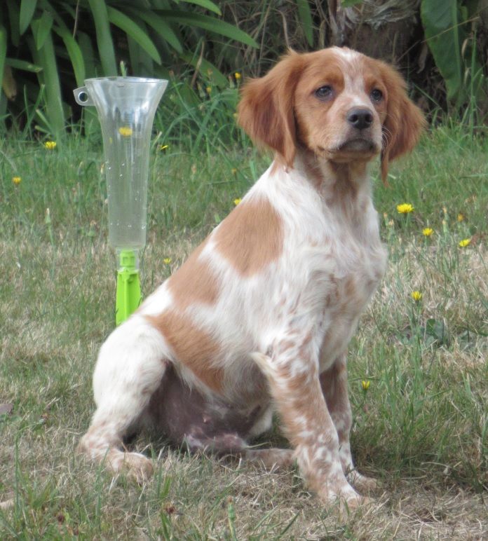 De tremouard - Chiots disponibles - Epagneul Breton