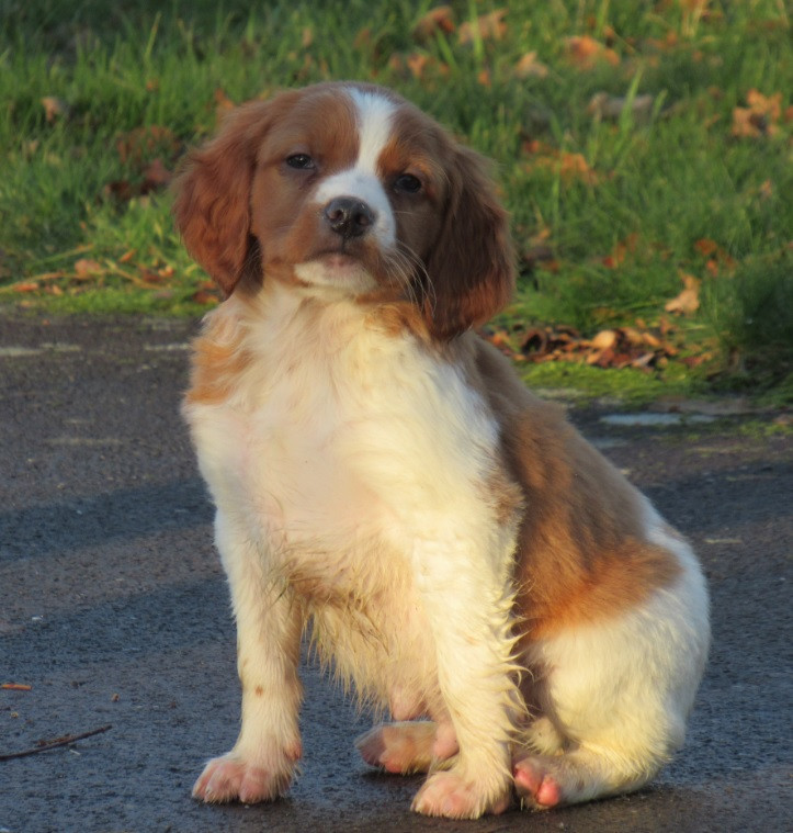 De tremouard - Chiots disponibles - Epagneul Breton