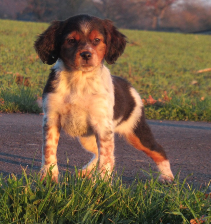 De tremouard - Epagneul Breton - Portée née le 04/11/2025