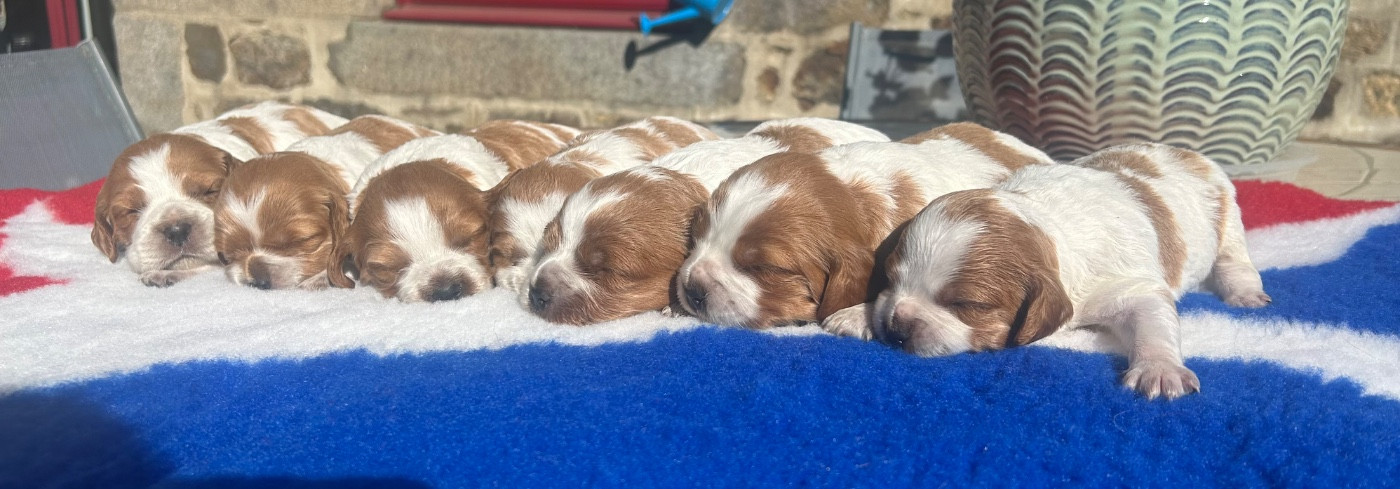 De tremouard - Chiots disponibles - Epagneul Breton