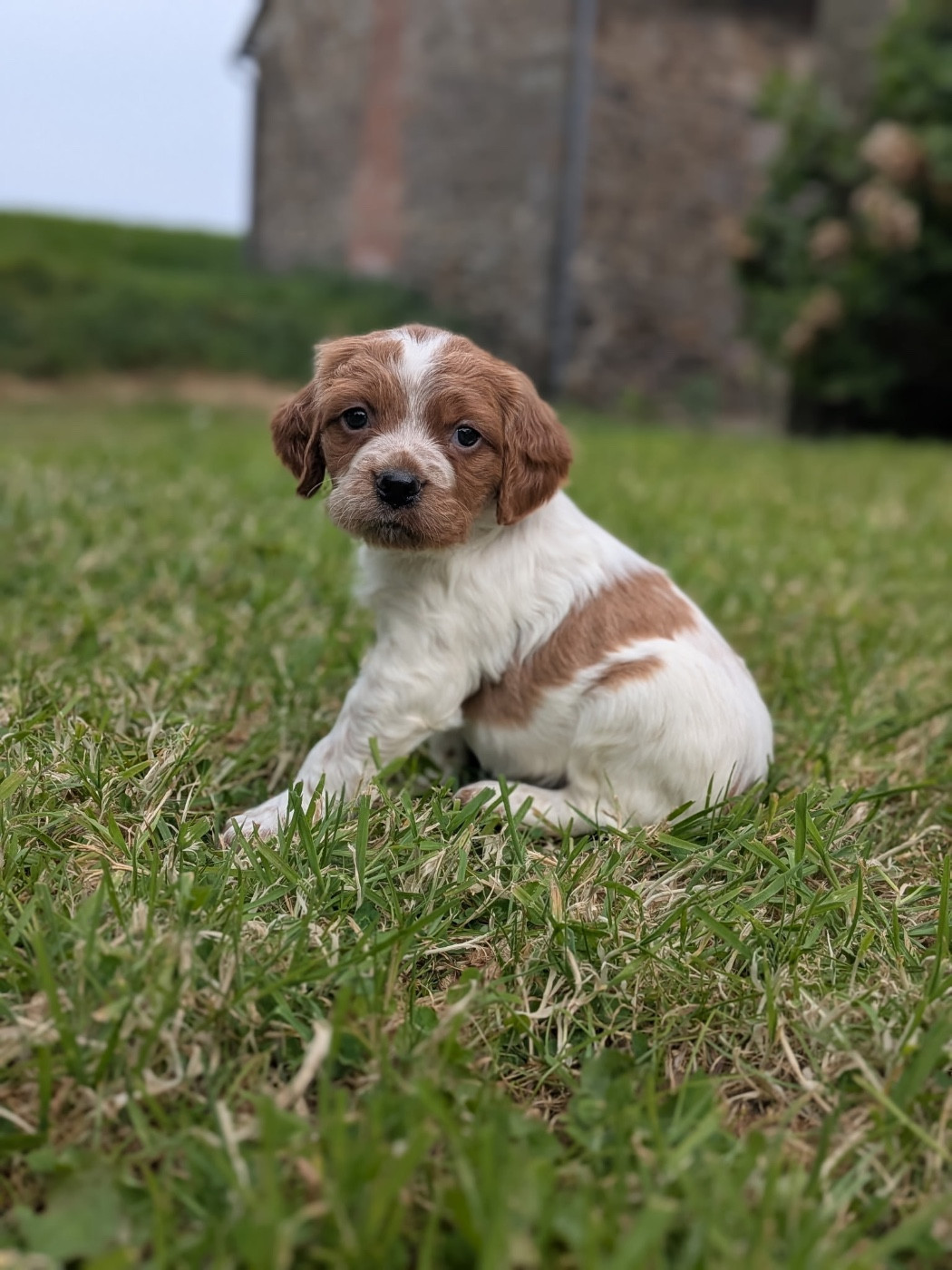 De tremouard - Chiots disponibles - Epagneul Breton