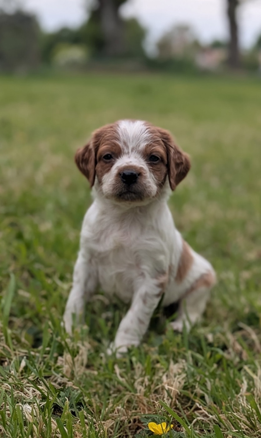 De tremouard - Chiots disponibles - Epagneul Breton