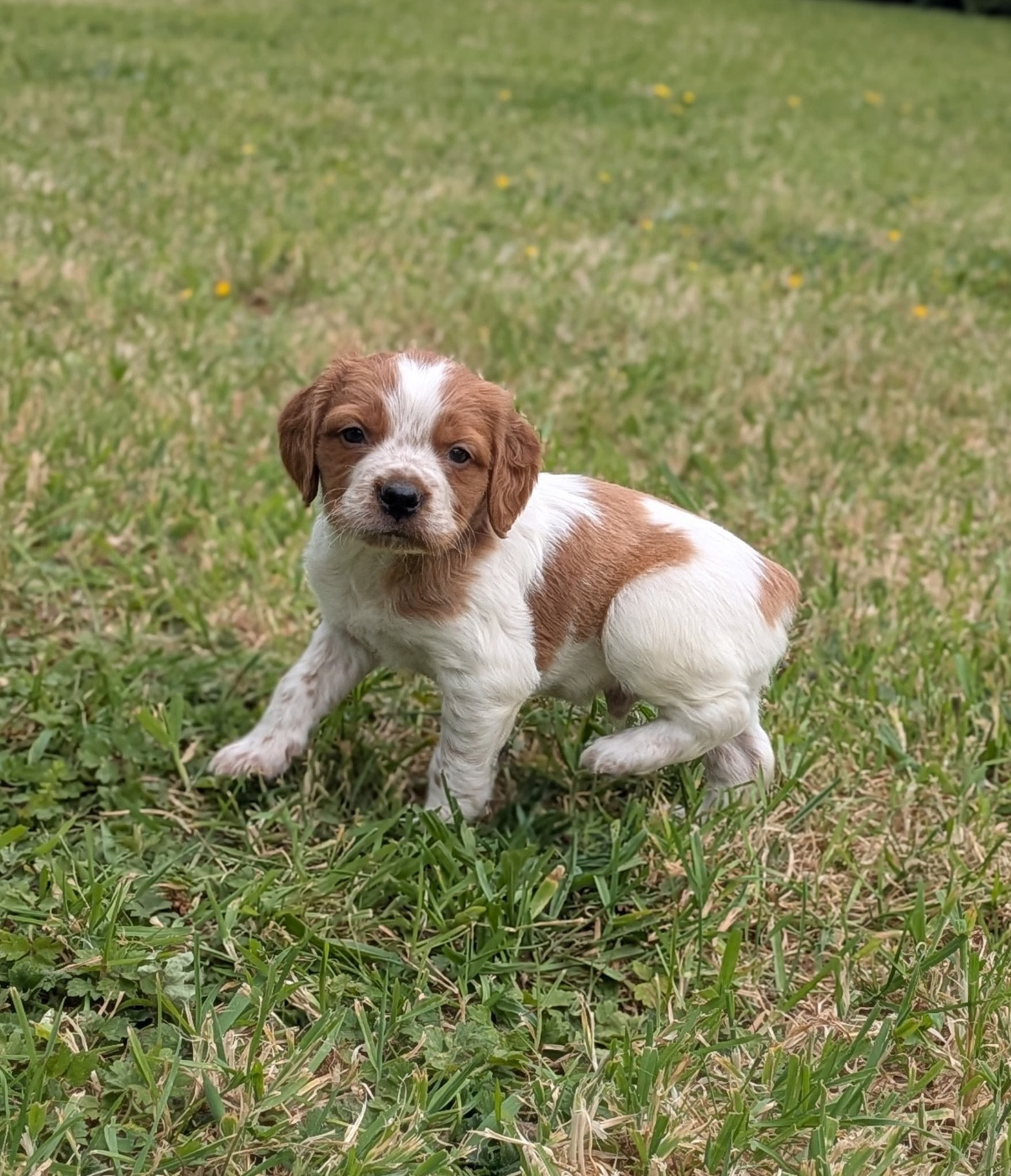 De tremouard - Chiots disponibles - Epagneul Breton