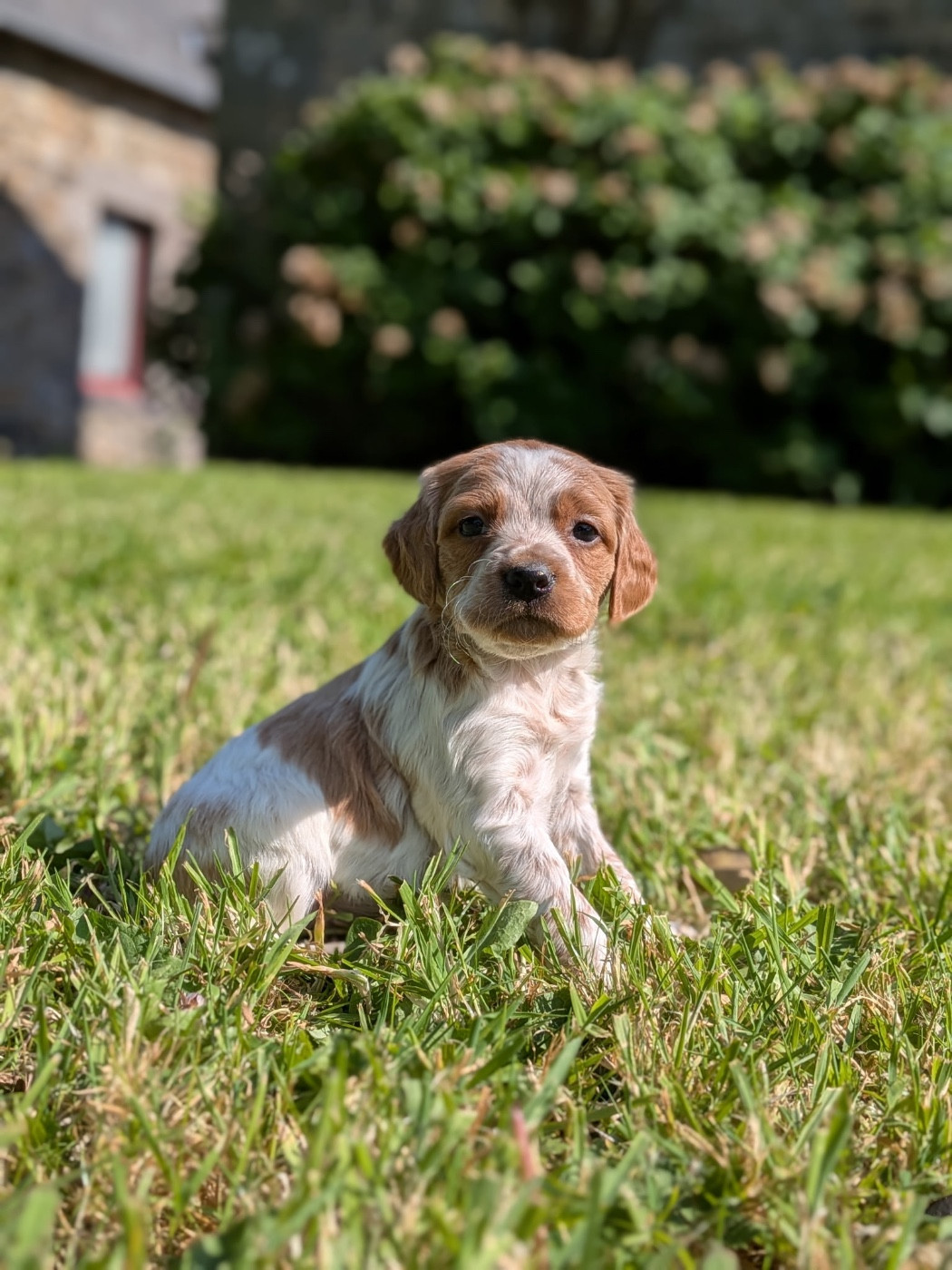 De tremouard - Chiots disponibles - Epagneul Breton