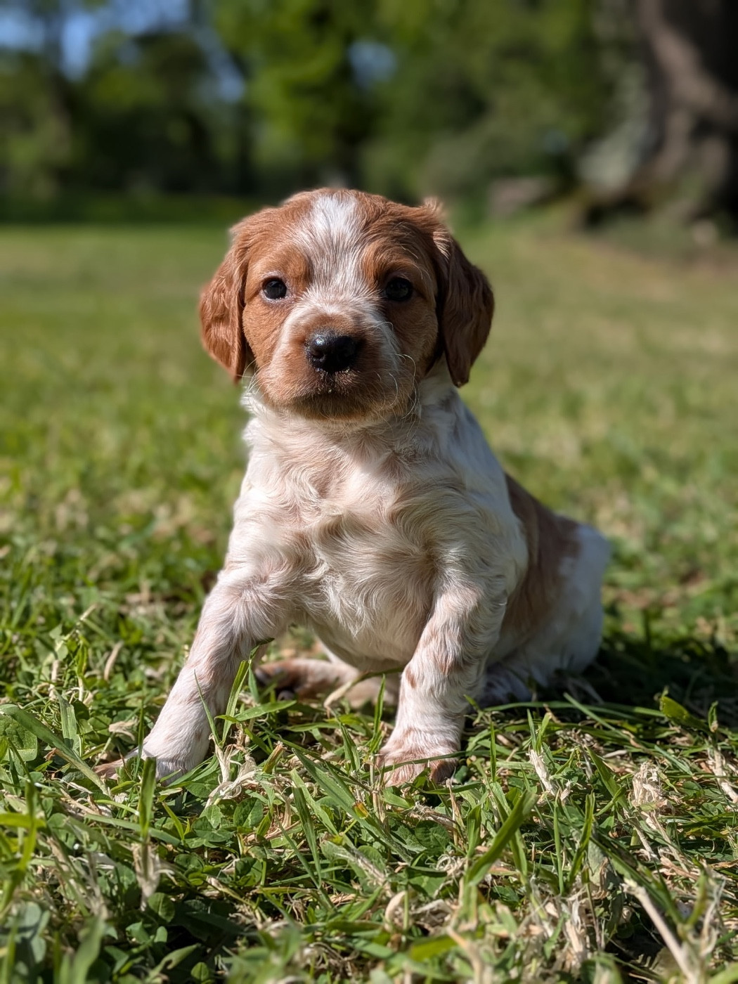 De tremouard - Chiots disponibles - Epagneul Breton