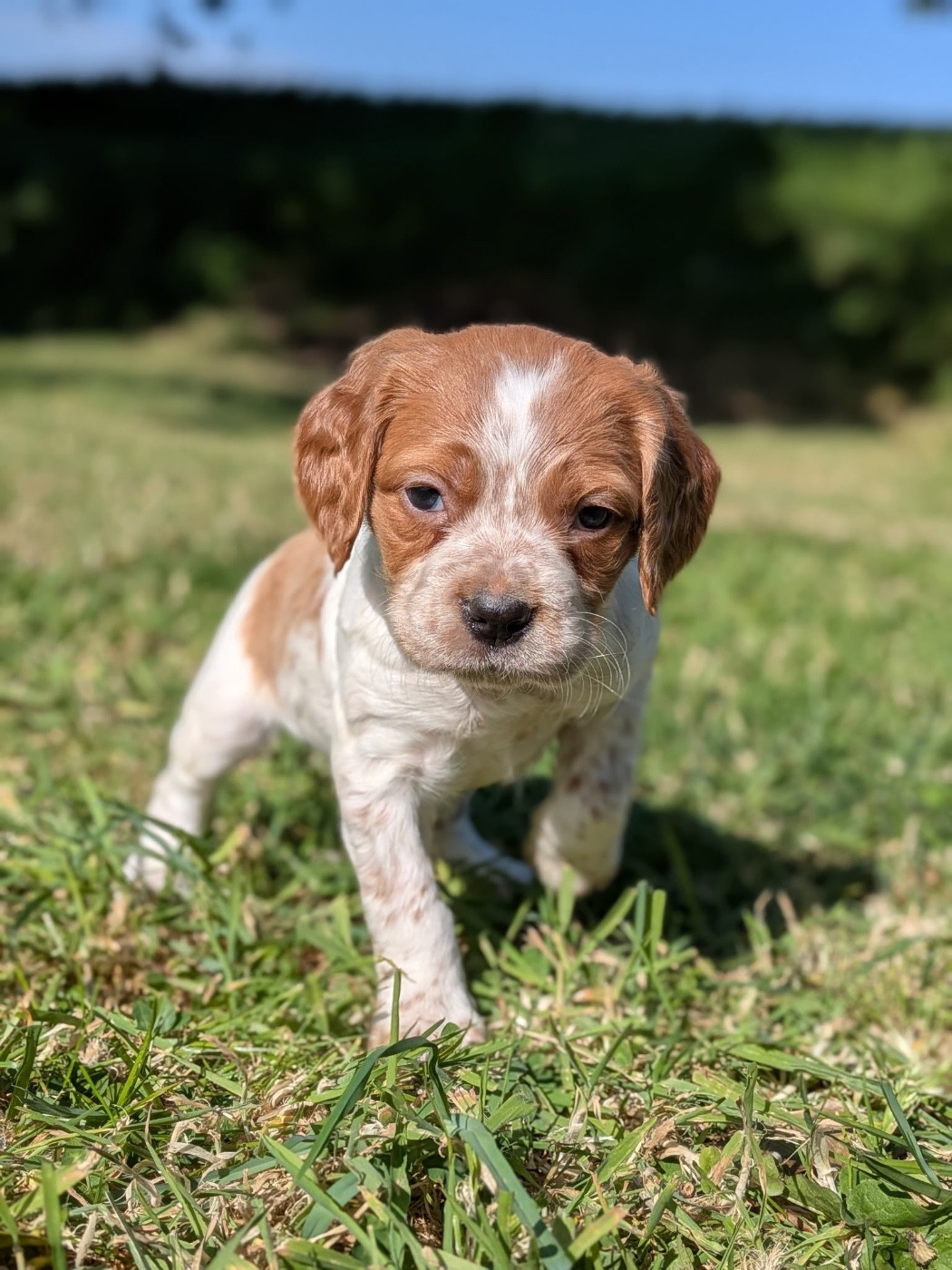 De tremouard - Chiots disponibles - Epagneul Breton