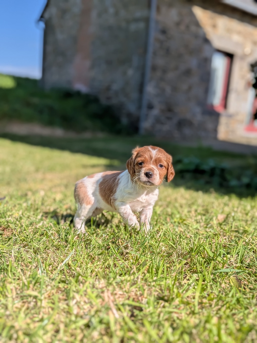 De tremouard - Chiots disponibles - Epagneul Breton