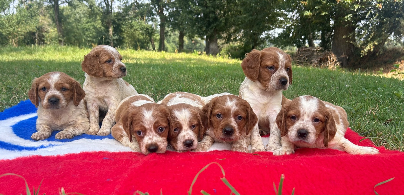 De tremouard - Chiots disponibles - Epagneul Breton