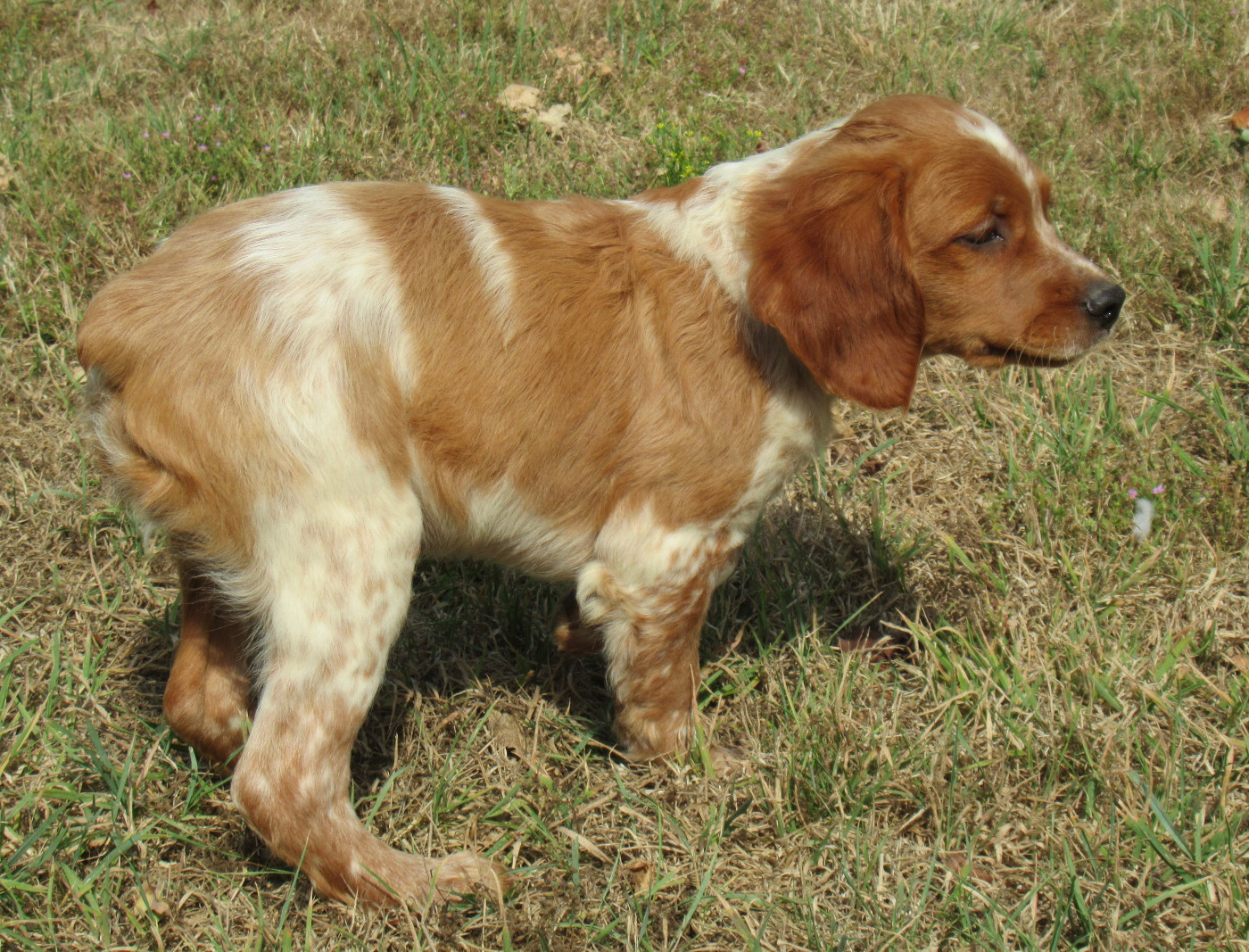 De tremouard - Chiots disponibles - Epagneul Breton