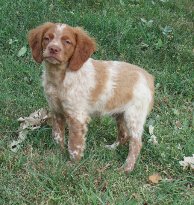 De tremouard - Chiots disponibles - Epagneul Breton