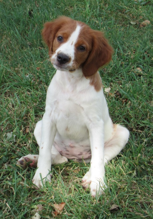 De tremouard - Chiots disponibles - Epagneul Breton