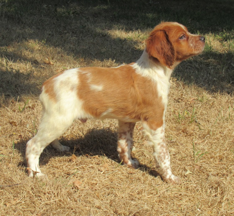 De tremouard - Chiots disponibles - Epagneul Breton