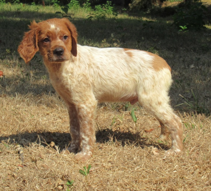 De tremouard - Chiots disponibles - Epagneul Breton