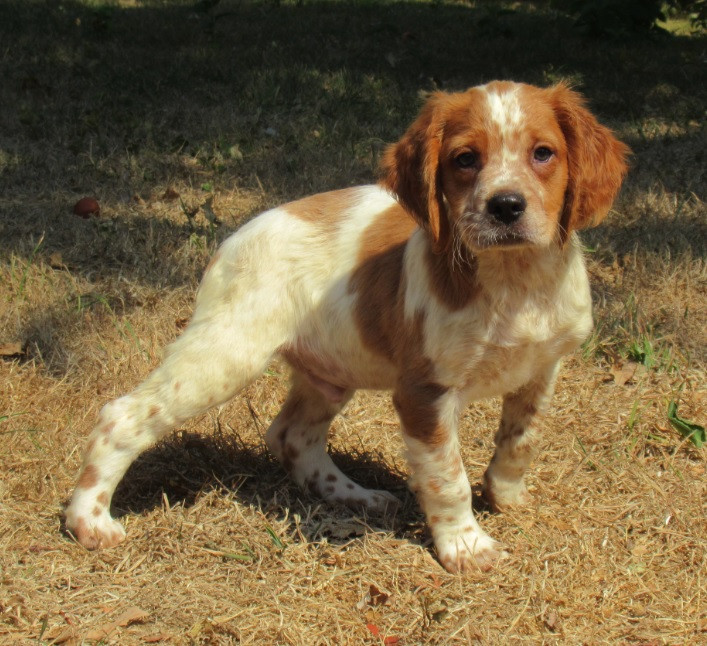 De tremouard - Chiots disponibles - Epagneul Breton
