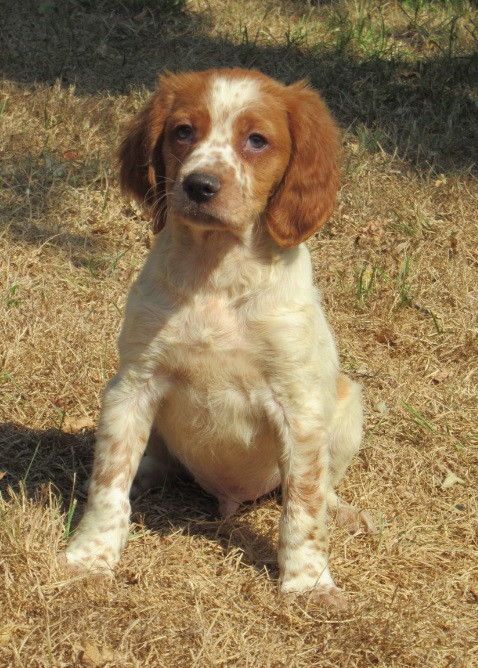 De tremouard - Chiots disponibles - Epagneul Breton