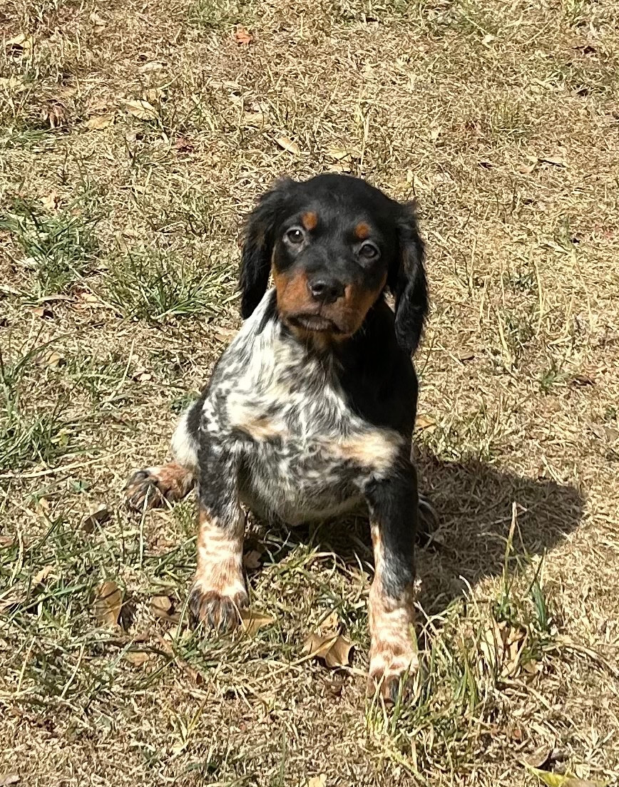 De tremouard - Chiots disponibles - Epagneul Breton